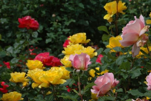 πολύχρωμος κήπος με είδη τριαντάφυλλου