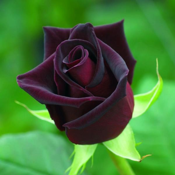 είδη τριαντάφυλλου σκούρο κόκκινο μαύρο