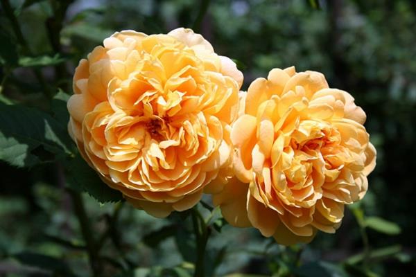 είδη τριαντάφυλλων κίτρινο ιστορικό τριαντάφυλλο