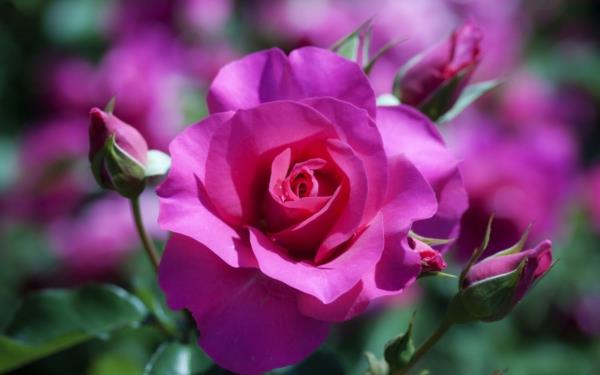 τριαντάφυλλα κλασικό ροζ