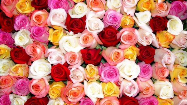είδη τριαντάφυλλου κλασικό κόκκινο ροζ κίτρινο λευκό