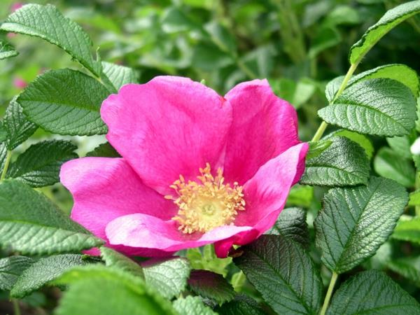 είδη τριαντάφυλλων rosa rugosa ιαπωνικά