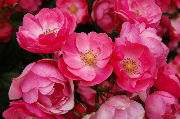 είδη τριαντάφυλλων ροζ ευαίσθητα λουλούδια