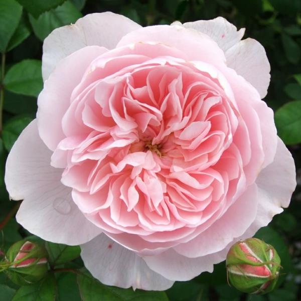ποικιλίες τριαντάφυλλου ροζ παλιά ποικιλία wisley αγγλικά