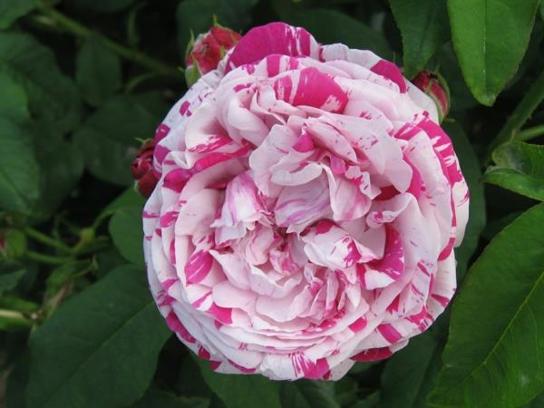είδη τριαντάφυλλων ροζ λευκό ανάμεικτο