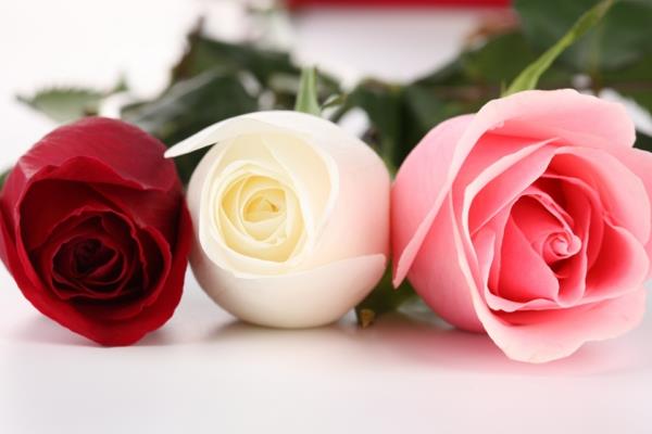 είδη τριαντάφυλλων ροζ λευκό κόκκινο