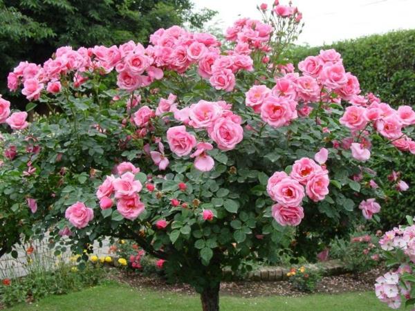 είδη τριαντάφυλλων ροζ δέντρο ροζ
