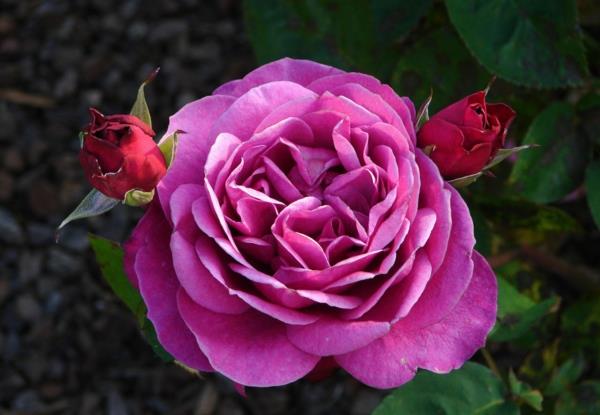 τριαντάφυλλα vintage ροζ