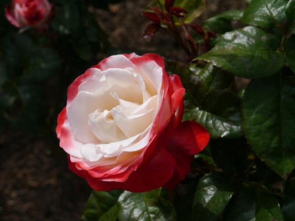 είδη τριαντάφυλλου λευκό κόκκινο λουλούδι