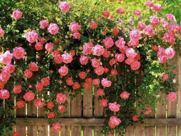 τριαντάφυλλα γοητευτική διακόσμηση του φράχτη του κήπου