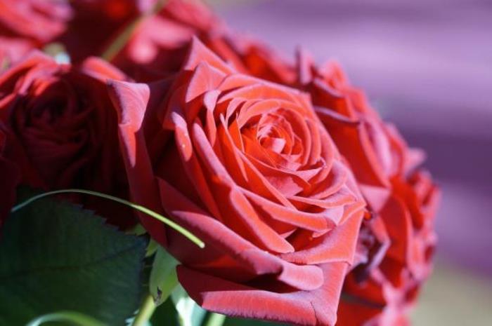 τριαντάφυλλα διακόσμηση κόκκινα φρέσκα λουλούδια