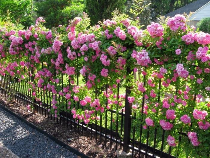 τριαντάφυλλα φράχτη κήπου διακοσμούν με τριαντάφυλλα