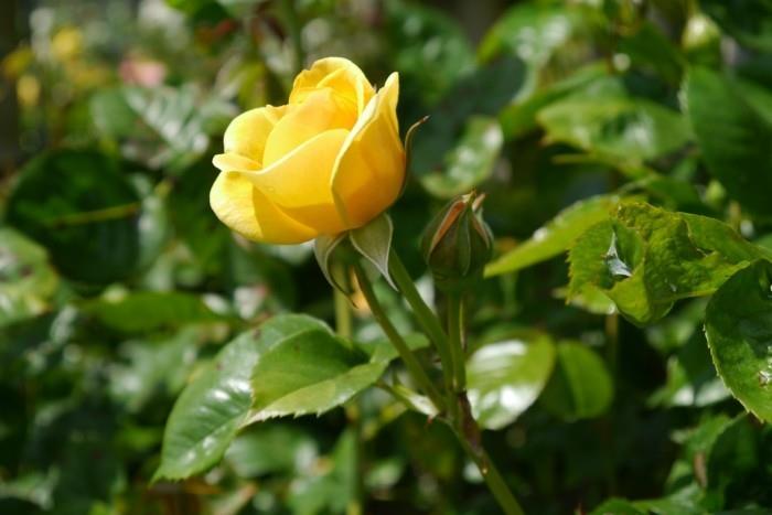 τριαντάφυλλα κίτρινο τριαντάφυλλο στον κήπο