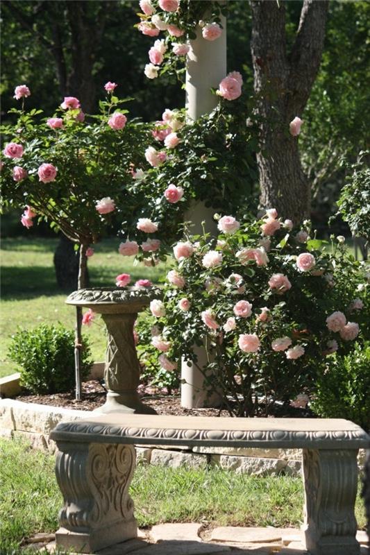 τριαντάφυλλα στον κήπο όμορφες ιδέες διακόσμησης για εξωτερικούς χώρους