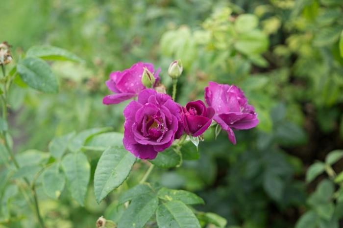 Αναπτύξτε μοβ τριαντάφυλλα στον κήπο