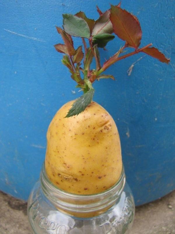 Διαδώστε τριαντάφυλλα με πατάτες