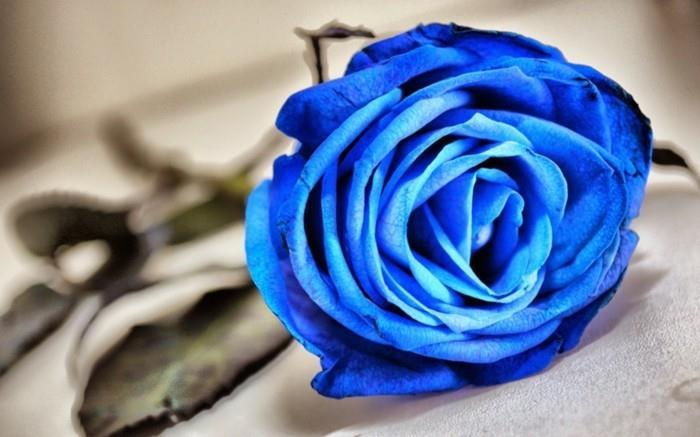 χρώμα τριαντάφυλλου που σημαίνει μπλε φυτά