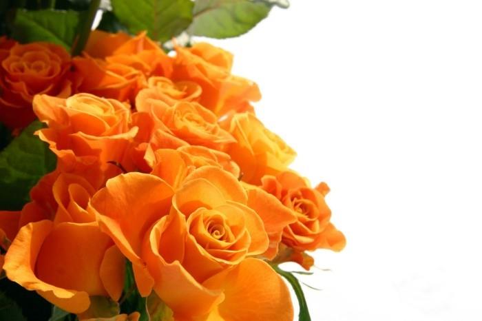 τριαντάφυλλο που σημαίνει πορτοκαλί τριαντάφυλλα
