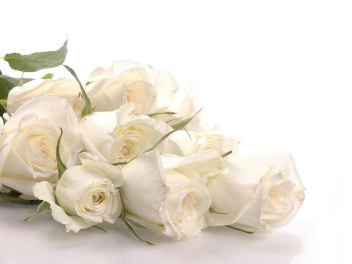 χρώμα τριαντάφυλλου που σημαίνει λευκό