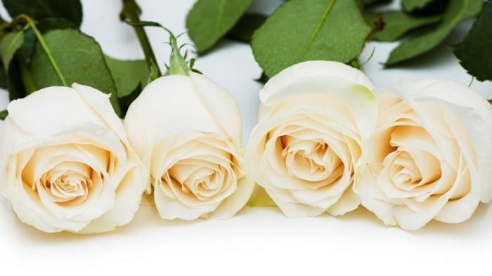 χρώμα τριαντάφυλλου σημαίνει λευκά τριαντάφυλλα