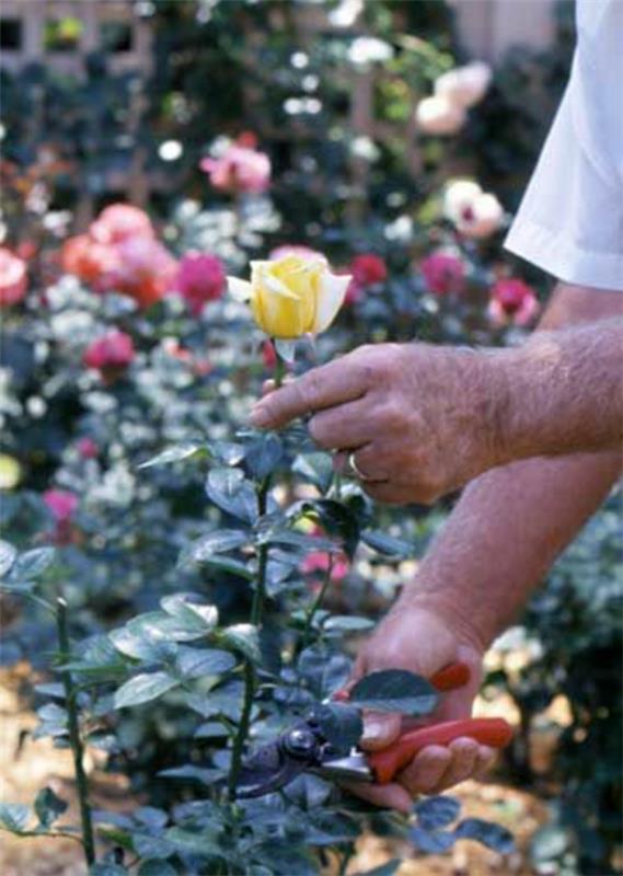 άνοιξη θάμνος τριαντάφυλλα κηπευτικά κλαδέματα τριαντάφυλλα