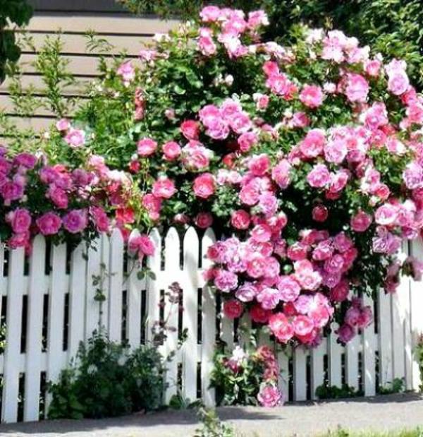 κλάδεμα τριαντάφυλλων σε ανοιξιάτικο θάμνο τριαντάφυλλο φράχτη κήπου