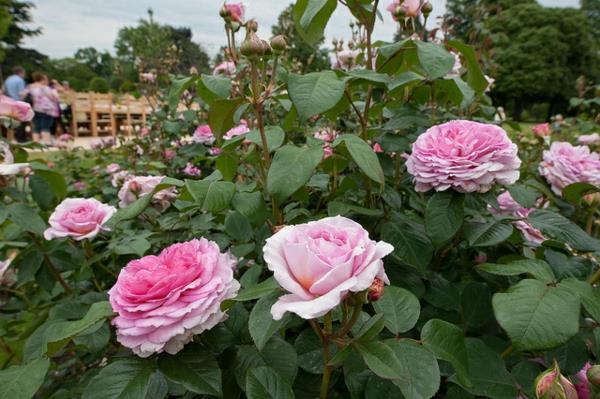 άνοιξη θάμνος τριαντάφυλλα κλάδεμα τριαντάφυλλων κηπουρική