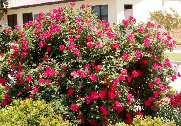 τριαντάφυλλα κόκκινα κομμένα στην άνοιξη θάμνος τριαντάφυλλα ιδέα