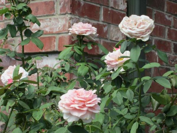 τα τριαντάφυλλα κόβουν ευαίσθητα χρώματα σε ανοιξιάτικους θάμνους τριαντάφυλλα ροζ