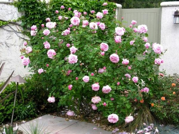 κλάδεμα την άνοιξη ροζ τριαντάφυλλα λουλούδια θάμνοι τριαντάφυλλα μπροστινή αυλή