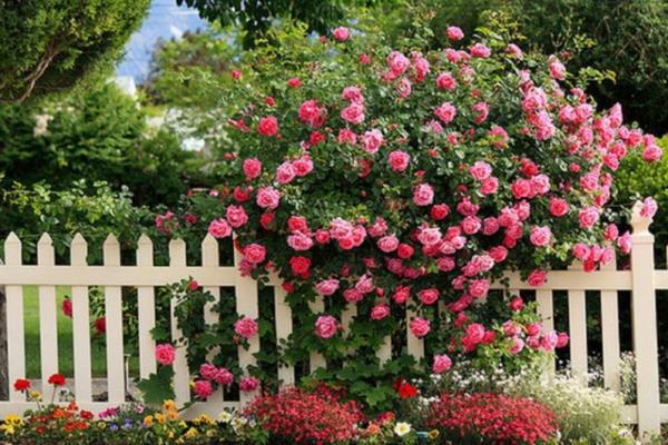κλάδεμα άνοιξη θάμνος τριαντάφυλλα φράχτη τριαντάφυλλα