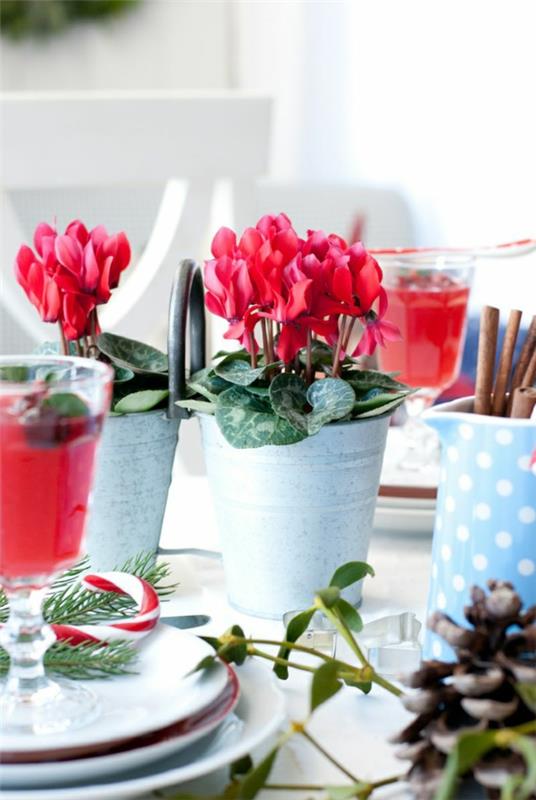 κόκκινο κυκλάμινο διακοσμητικό τραπέζι λουλούδια φυτά εσωτερικού χώρου