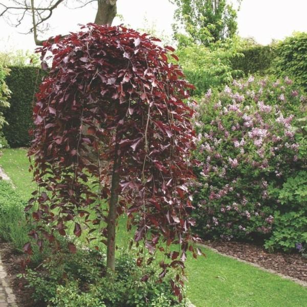 κόκκινη οξιά Fagus sylvatica ‘Purple Fountain’ house house