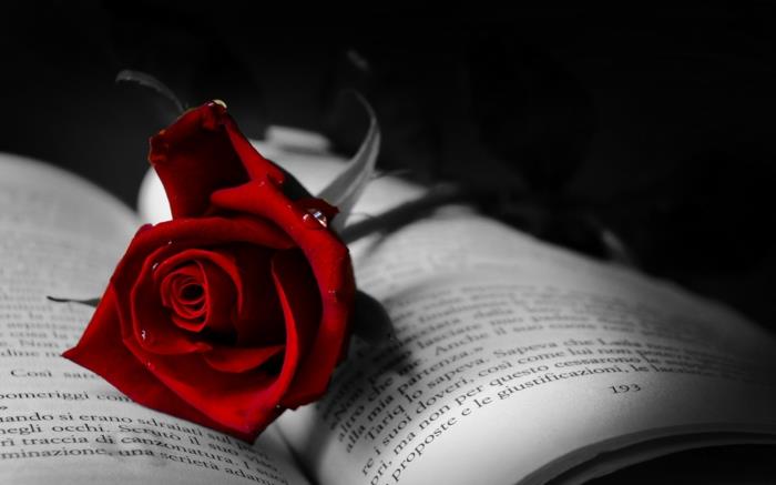 κόκκινα τριαντάφυλλα ανοιχτό βιβλίο ρομαντικό όμορφο