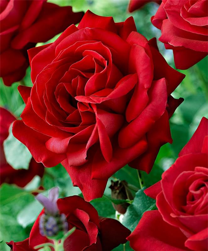 κόκκινα τριαντάφυλλα τριαντάφυλλο θάμνος κήπος