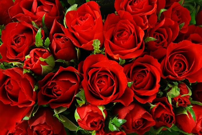 μπουκέτο κόκκινα τριαντάφυλλα πάθος έκπληξη