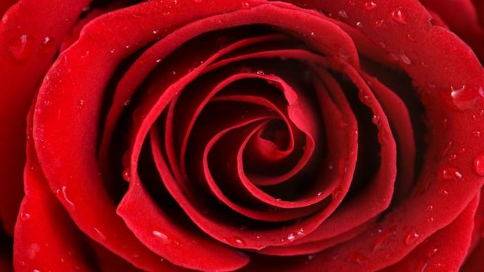κόκκινα τριαντάφυλλα το νερό πέφτει από κοντά