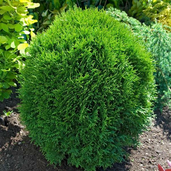 στρογγυλοί θάμνοι του φράκτη thuja