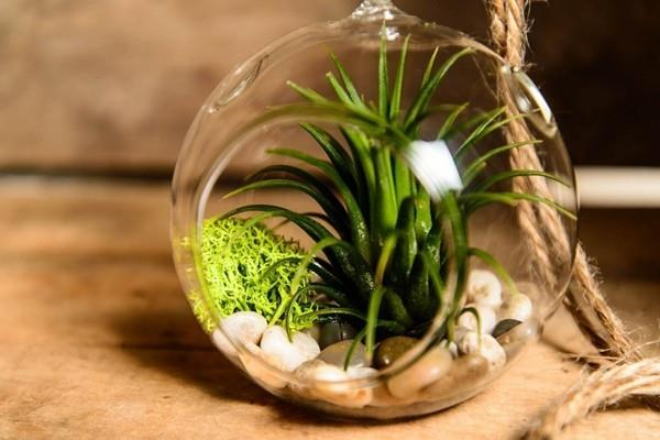στρογγυλό φυτό terrarium