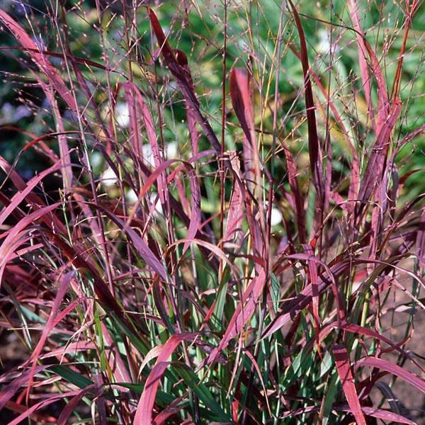 switchgrass φυσικός κήπος διακοσμητικός θάμνος γρασιδιού του έτους