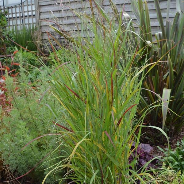 switchgrass panicum virgatum sangria ποικιλία