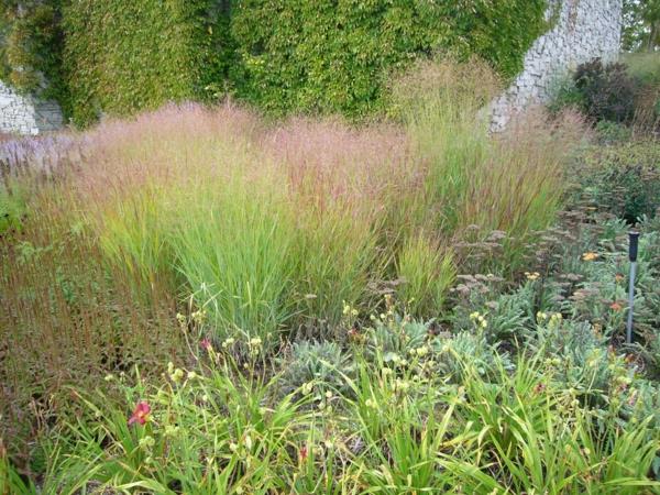 switchgrass panicum virgatum ποικιλία βαρέων μετάλλων φυσικός κήπος πολυετής