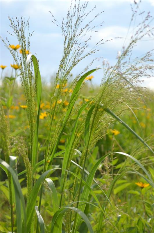 switchgrass διακοσμητικό γρασίδι panicum virgatum θάμνος της χρονιάς