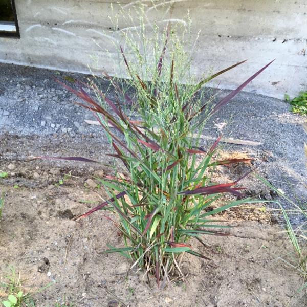 διακοσμητικός θάμνος χόρτου switchgrass της χρονιάς