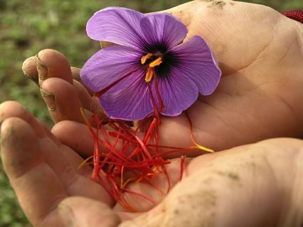 Διαλέξτε λουλούδια μπαχαρικών σαφράν με το χέρι