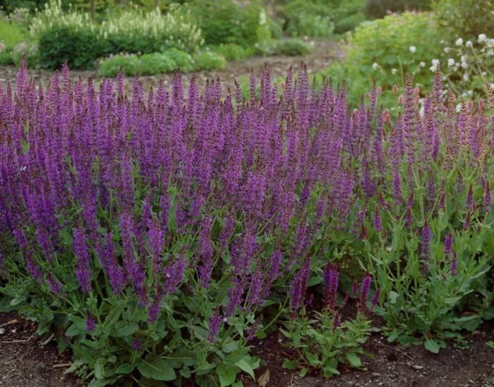 Salvia nemorosa ιδέες για σύνορα κρεβατιών ιδέες κήπου