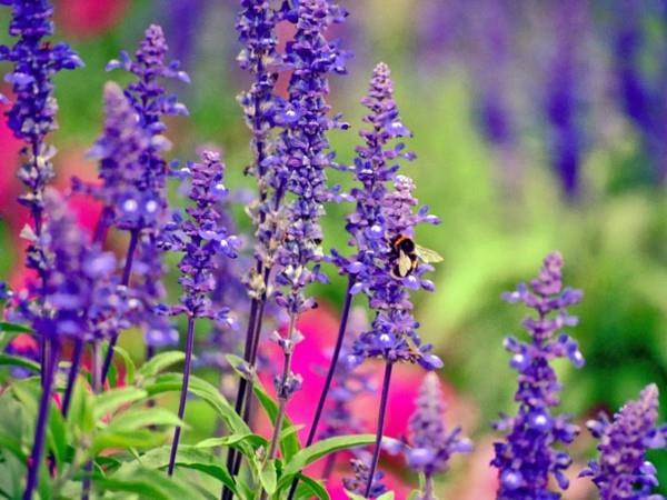 φασκόμηλο, βοσκότοπος μελισσών, κοστούμι μελισσών, φαρμακευτικά βότανα