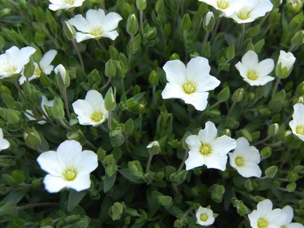 συμβουλές φροντίδας sandwort arenaria montana