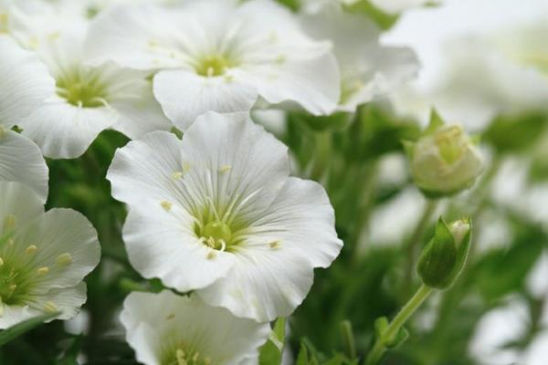λουλούδι sandwort λευκό λεπτό μικροσκοπικό