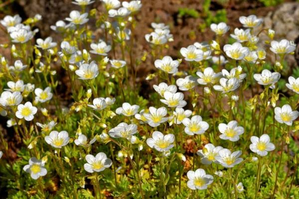 sandwort κήπος σχεδιασμός φυτών κάλυψης εδάφους